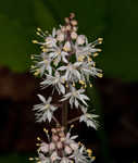 Foamflower